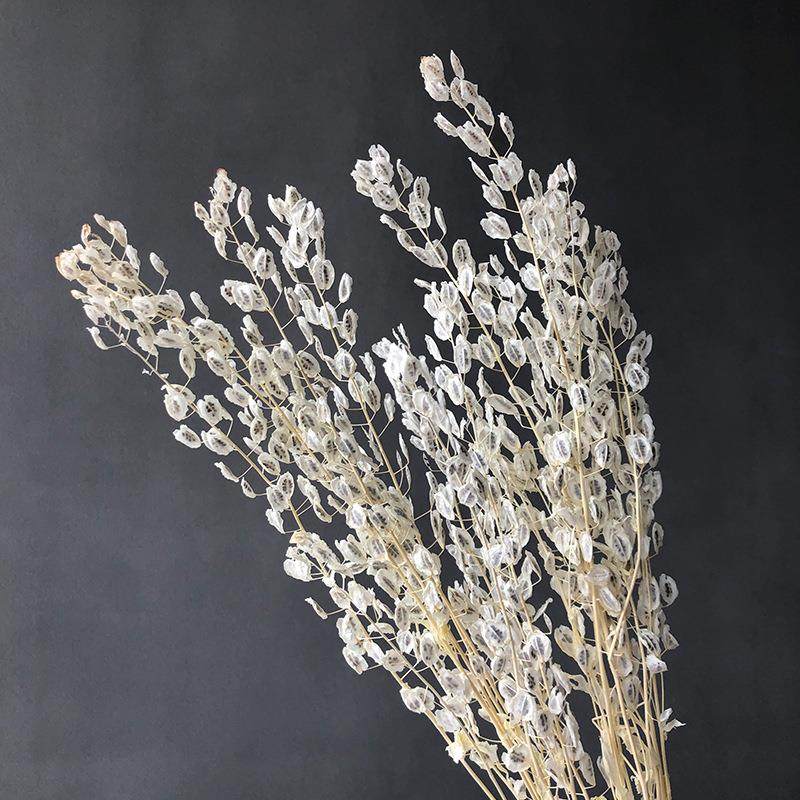 狂想者干花源头工厂自然干花永生花漂白翠扇室内家居装饰品,家居饰品,餐桌花艺,淘宝优惠券,粉丝福利购,淘宝优惠卷