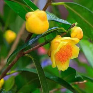 精品名贵金茶花苗带花苞发货广西防城港金花茶别墅庭院专用茶花树