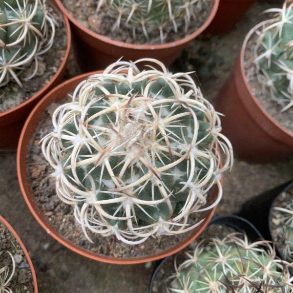钢钉仙人球自根优选母本强刺球顶花球属稀有品种多肉植物品种对版