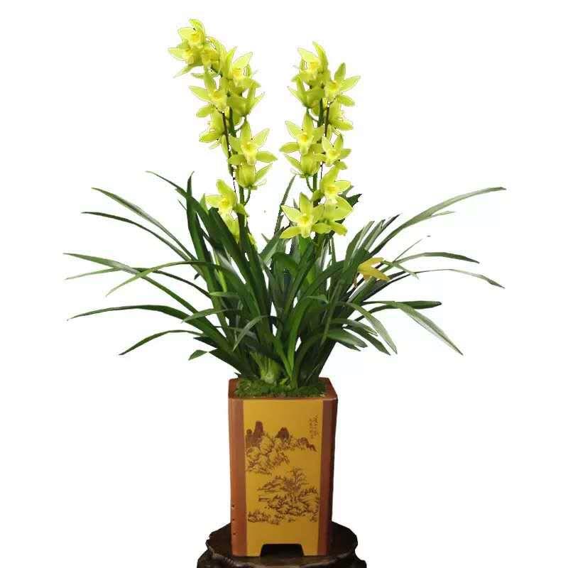 A 盆栽黄金蕊蝶 浓香型建兰室内客厅花卉绿植 鲜兰花花卉基地直批