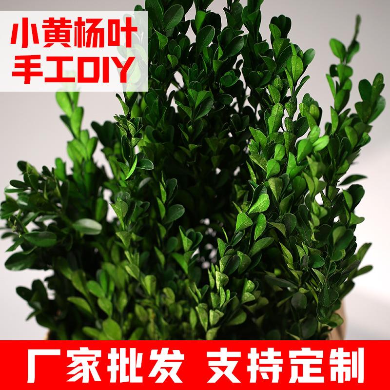 永生花黄杨叶干花花束手工diy创意花材居家装饰拍摄叶子原料
