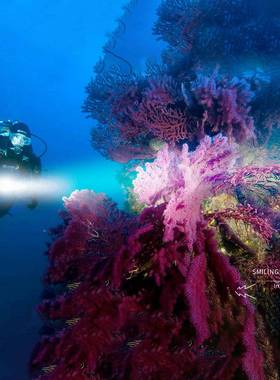 D208潜水手筒黄+白光光双光源5HGD04510磁控开关大功率超亮P远射