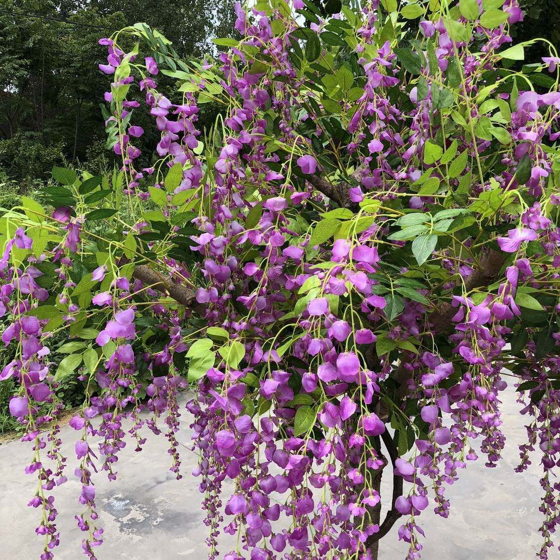 紫藤干花厂家直销 大型仿真装饰绿植 紫藤花大型超市装饰用品