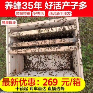 蜜蜂活群中蜂蜂群带王群蜂带王双色蜂群笼蜂土蜂群箱蜂群蜂王包邮