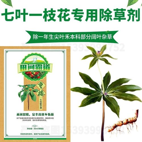 七叶一枝花除f草专用除草安全高效不伤苗禾阔双除厂家直发量大从