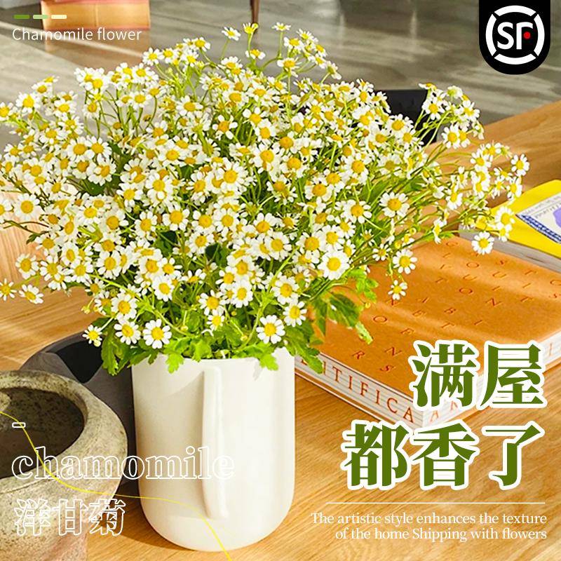 洋甘菊鲜花顺丰次日达小雏菊花束云南基地直发水培植物花卉瓶客厅