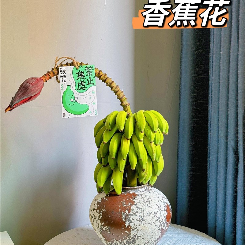 香蕉花鲜切花水养室内软装y高级感芭蕉绿植整串带花昆明直发