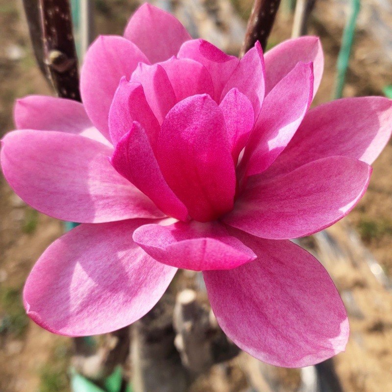 娇红牡丹玉兰花种玉兰牡丹玉兰花重瓣玉兰红花V玉兰当年可开花