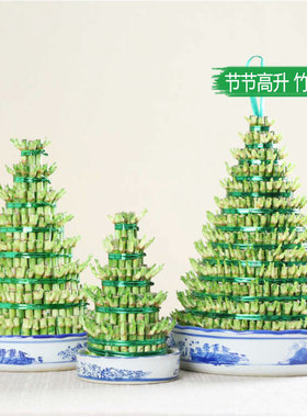 节节高/b开运竹/富贵竹/塔竹/步步高/绿色植物/盆栽花卉