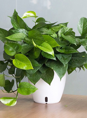 绿萝花盆20f21新款懒人自动吸水储水塑料圆形白色绿箩专用绿植盆