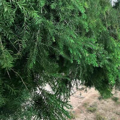 永生金黄金宝树干燥花叶材装饰拍摄道具永生花干花不凋谢