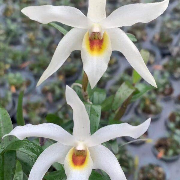 春石斛带花苞广东石斛一号花大浓香一年多次开花铁皮石斛杂交大苗