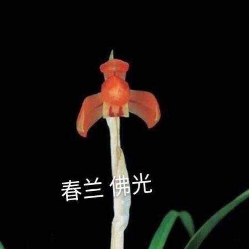 浓香型将上名品春兰佛光室内客厅