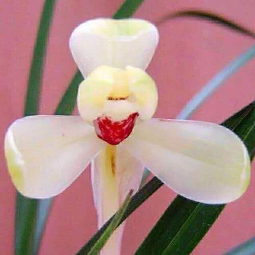 浓香型花苞花苗春兰幽灵盆栽阳台