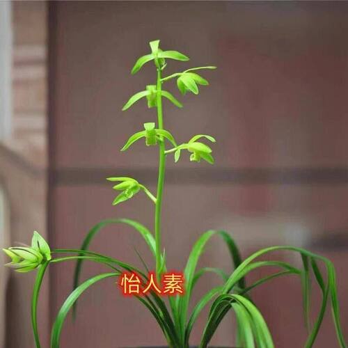 办公室蕙兰花苞新品怡人新款客厅