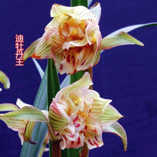 浓香型办公室花苞开花兰花云南带
