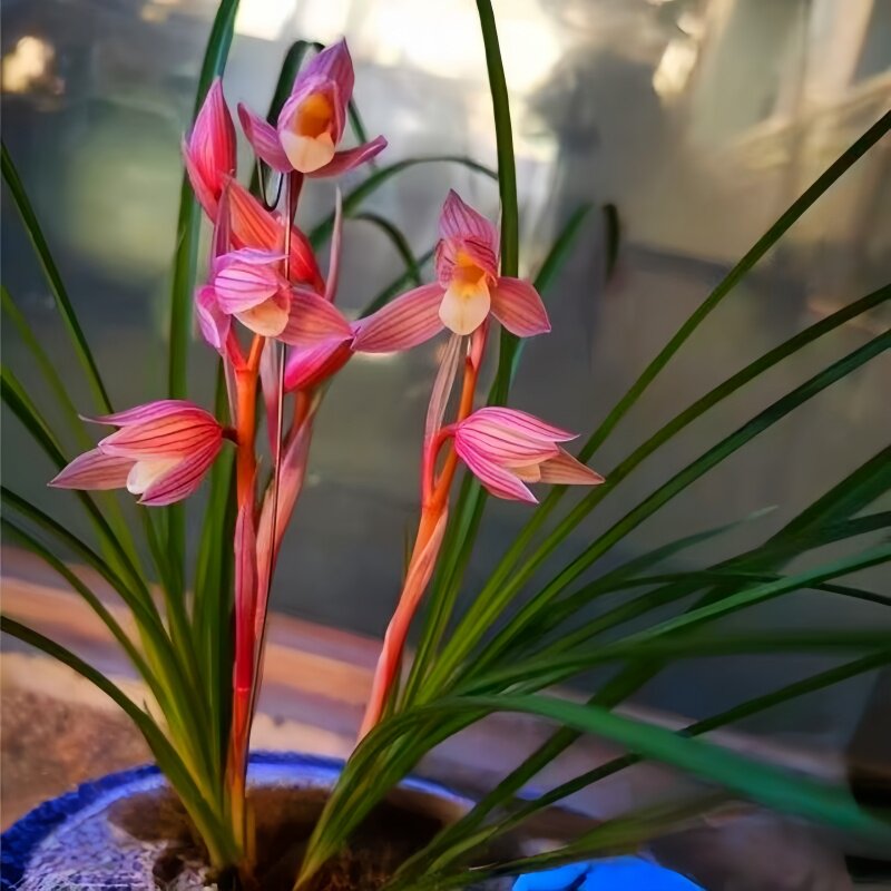 带花苞春兰品种新品色花水仙瓣【红灯笼】室内外兰花苗阳台花卉