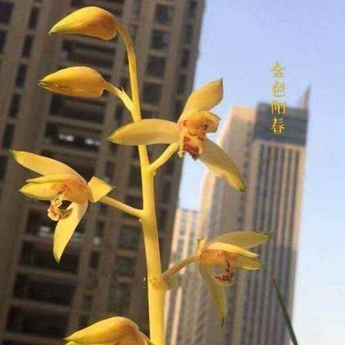 花苞蕙兰新品黄素金色阳春阳台带