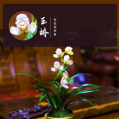 花苞春兰花苗室内花卉盆栽开花带