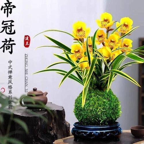 建兰盆栽水培金边矮种兰花苗荷瓣【帝冠荷】室内外花卉绿植物