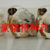 养殖豪猪头骨标本 箭猪头刺猪头工艺饰品 工艺品