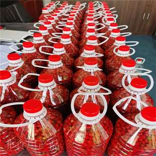 基地 南方红豆杉果实科研实验用曼地亚红豆杉鲜果干果观赏果子