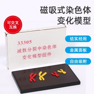 33305减数分裂中染色体变化模型组件磁吸式初中高中生物实验器材