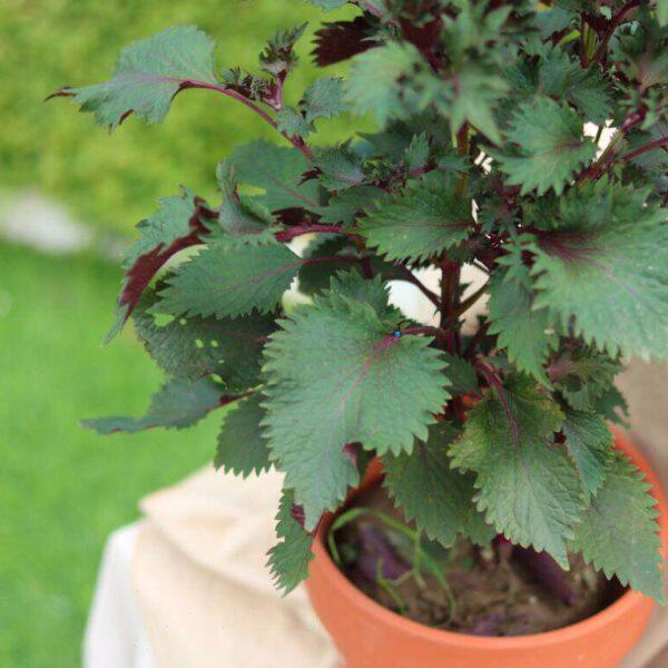 四季紫苏叶盆栽花苗可食用香草植物庭院阳台窗台绿植香料盆栽大苗