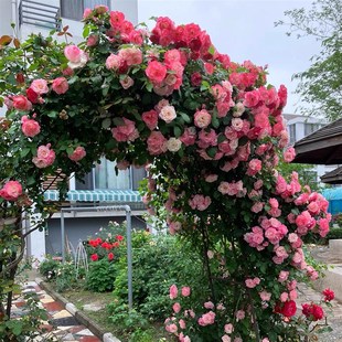 藤英霞1.4到1.l5米左右土球发货耐热耐阴耐晒耐雨淋四季 开花拱门