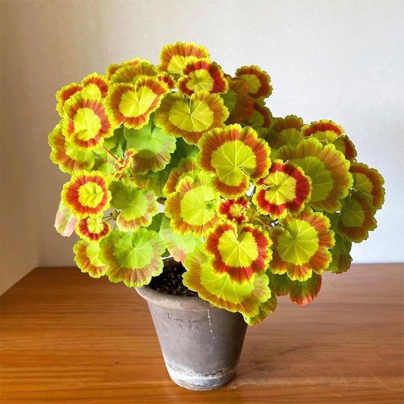 天竺葵奎尔特f夫人希顿达单重瓣彩色观枫叶四季开爆花期长室内外