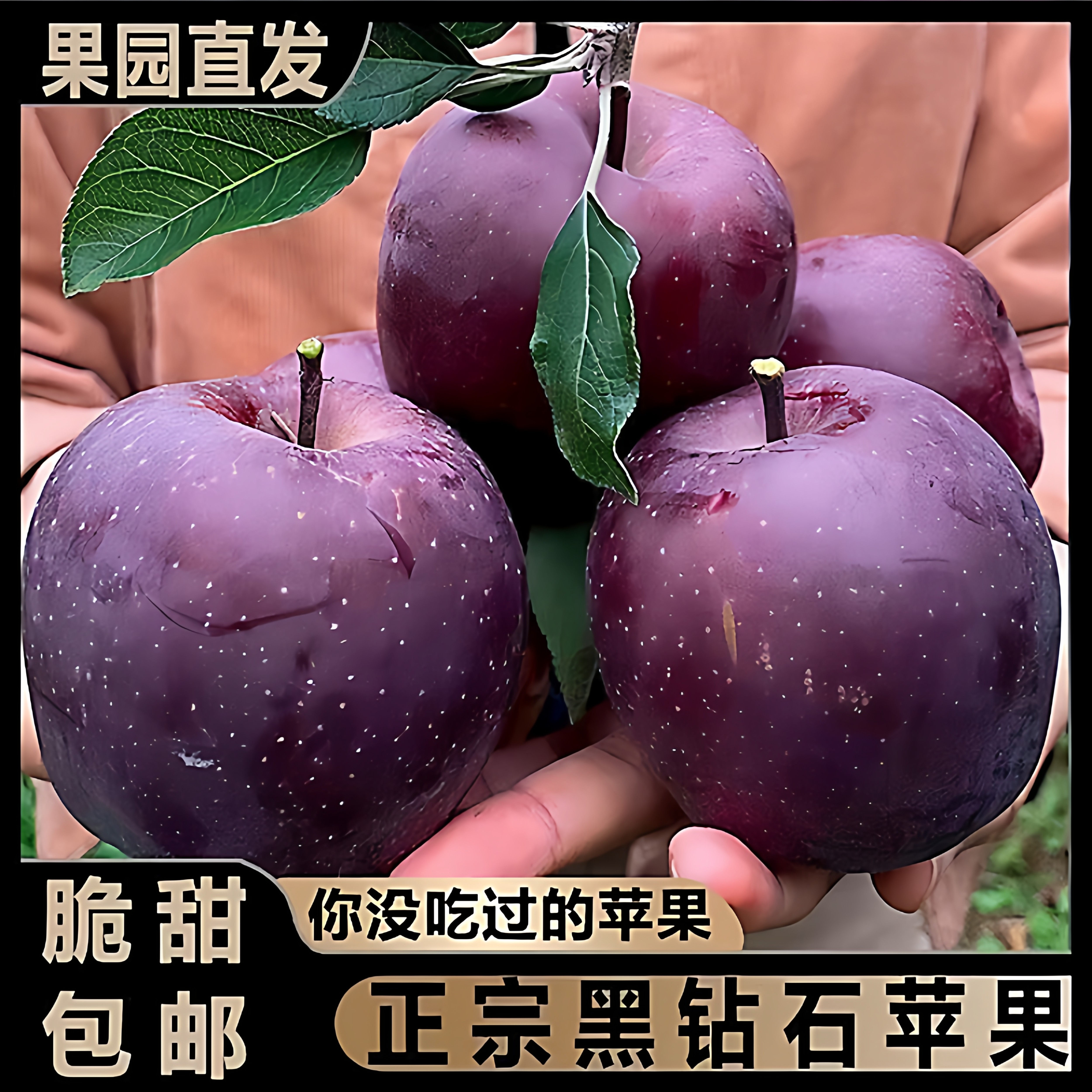 【顺丰包邮】正宗甘肃天水黑卡花苹果