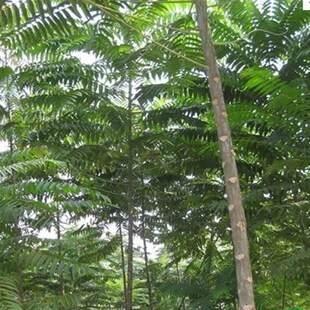 绿化苗木 臭椿h树苗 臭椿树 臭椿小苗 白皮臭椿树苗 庭院绿化树木