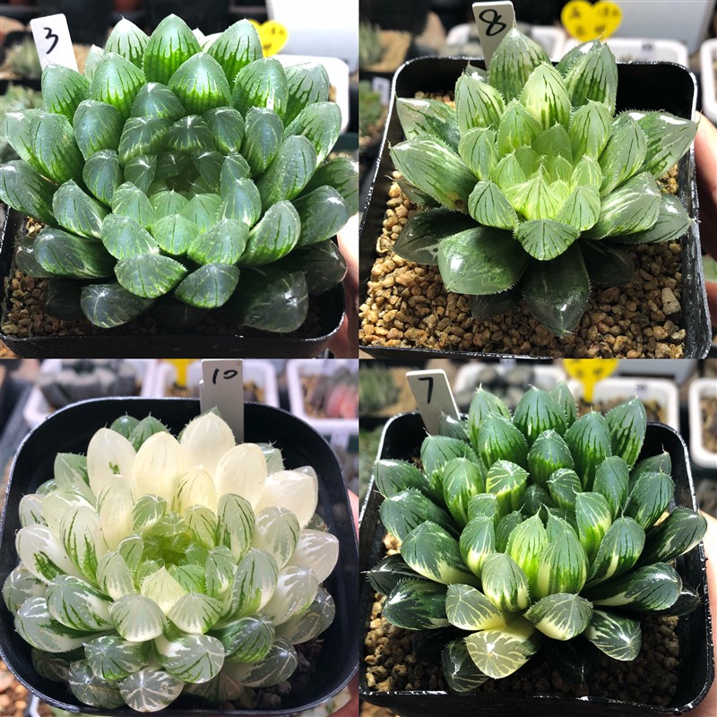 5号实生玉露锦原始种锦(原始种锦需脱土发货)R十二卷1月6日更新