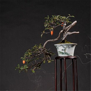 耐寒老鸦柿盆景嫁接梦之na宝来喋血赤兔黑凤天王寿星根艺挂果熟桩