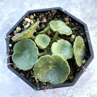 花龙园艺 玉杯 不是小雨伞 块根多肉植物 Umbilicus rupesris