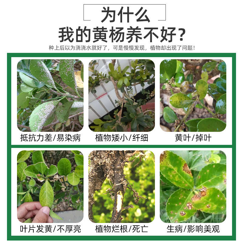 黄杨专用肥料黄杨树专用肥黄杨营养液小叶黄杨盆景雀舌黄杨叶子长
