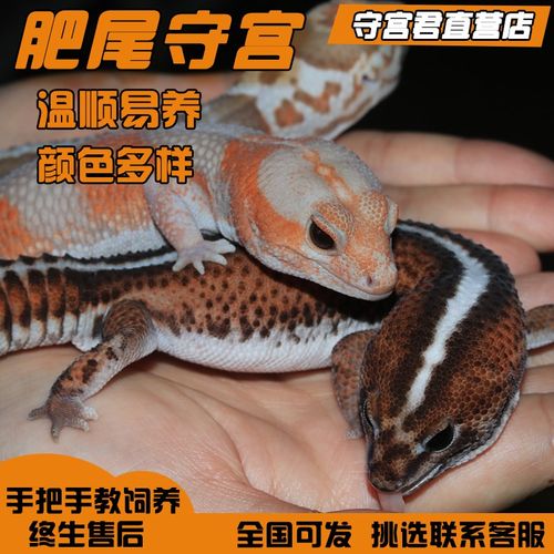 肥尾守宫蜥蜴入门级懒人宠物可爱异D宠温顺豹纹守宫活物幼崽可挑