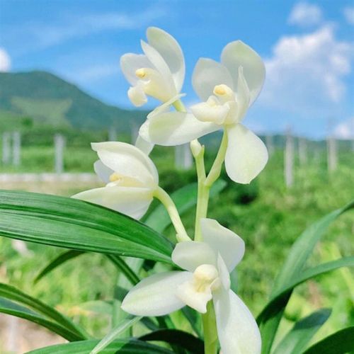 名贵兰花苗建兰四季兰丹霞白素荷浓香好养W兰花室内阳台