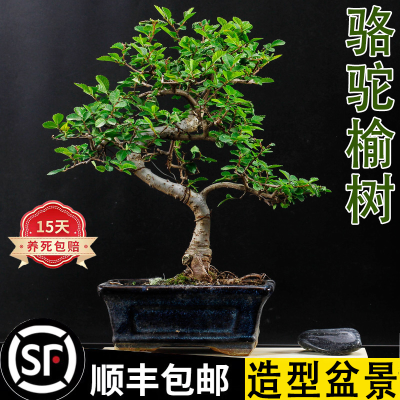 老桩小叶榆树造型盆景p绿植室内书房桌面好养四季常青美观懒人陶