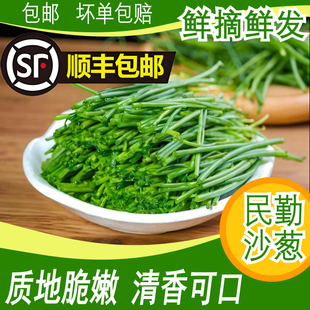 沙葱新鲜蔬菜民勤特产蒙古韭野菜顺丰 送货上门火锅食材腌酸菜 包邮