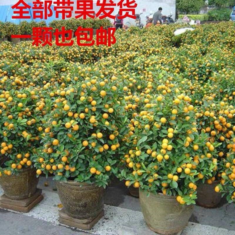 金桔树盆栽带果老桩可食用羊奶桔嫁接苗庭院脆皮小橘花金钱桔树苗