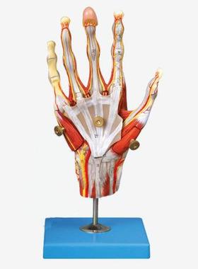 手肌附主要血管神经模型A11307
