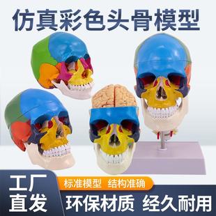 彩色头骨带颈椎及脑模型人体头颅骨 色性分离 1：1上色区分区域