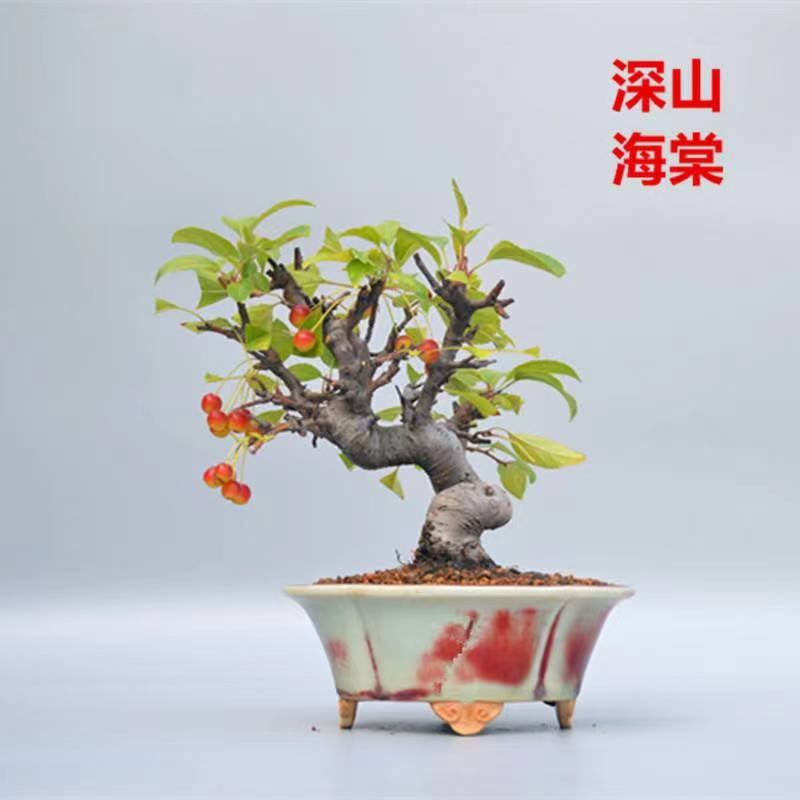 直播一物一拍。盆景杂木老桩260余种各类掌中宝绿植花卉一物一拍