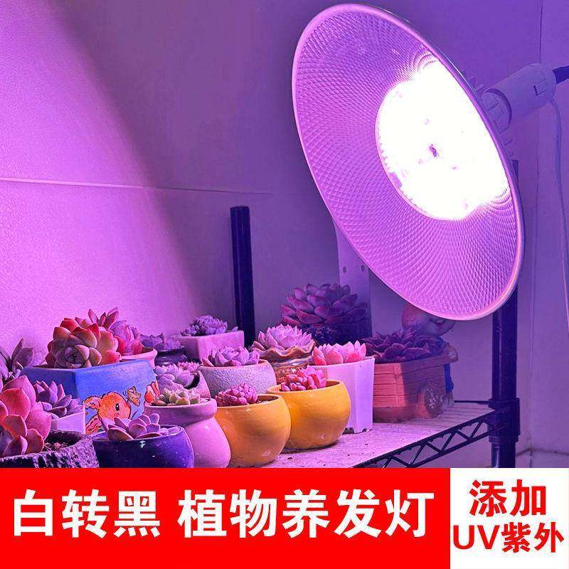 植物补光白转黑UV紫外线烤头发灯养发馆理发店法尓加光合作用生发,鲜花速递/花卉仿真/绿植园艺,割草机/草坪机,淘宝优惠券,粉丝福利购,淘宝优惠卷