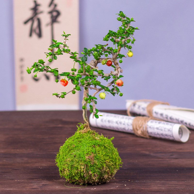 小叶结果福建茶盆景好养易活室内茶几阳台喜光O绿植净化空气小绿
