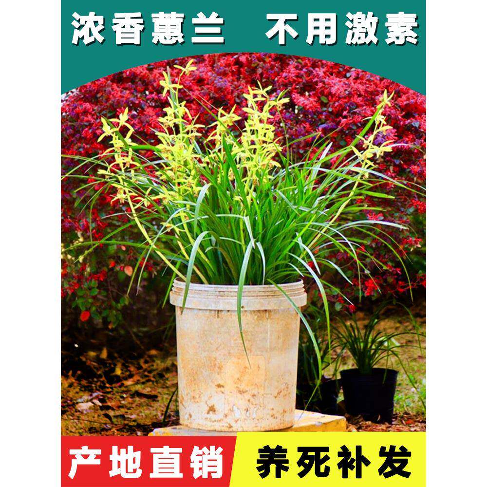 湖北浓香蕙兰九节兰惠兰耐九头国gq615833草带花苞兰室内庭院寒盆