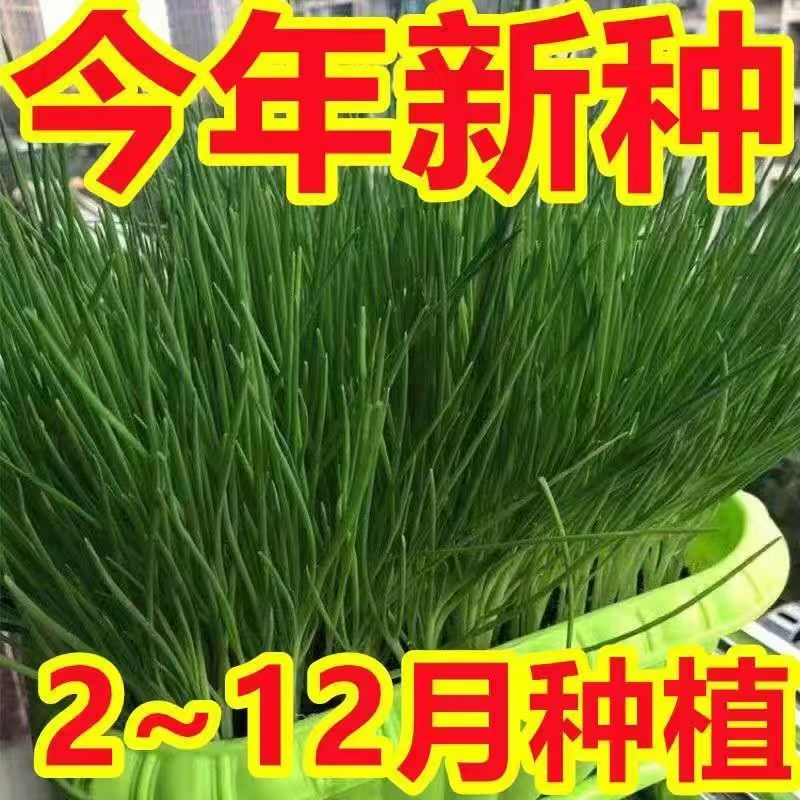四季小香葱种子红葱种籽盆栽葱头种苗阳台庭院种植火分葱蔬菜种孑