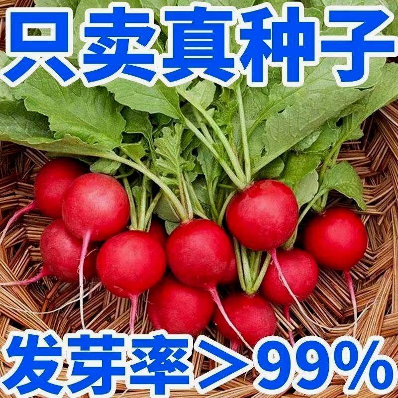 樱桃小萝卜种子迷你萝卜菜籽四季阳台盆栽早熟蔬菜红皮水果萝卜