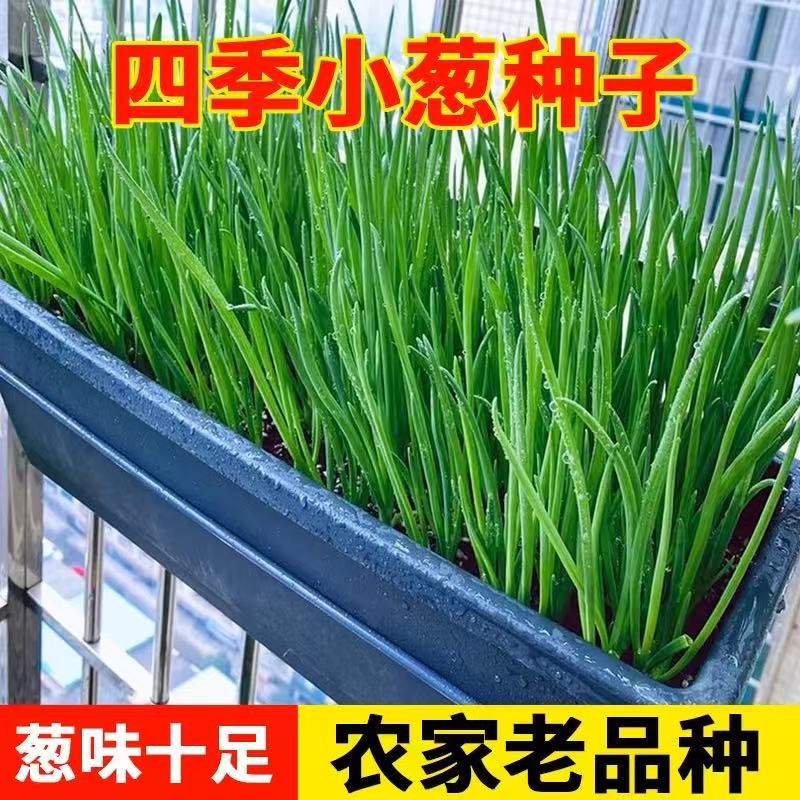 四季小香葱种子红葱种籽盆栽葱头种苗阳台庭院种植火分葱蔬菜种孑